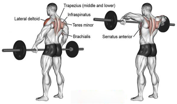 Barbell Upright Row 