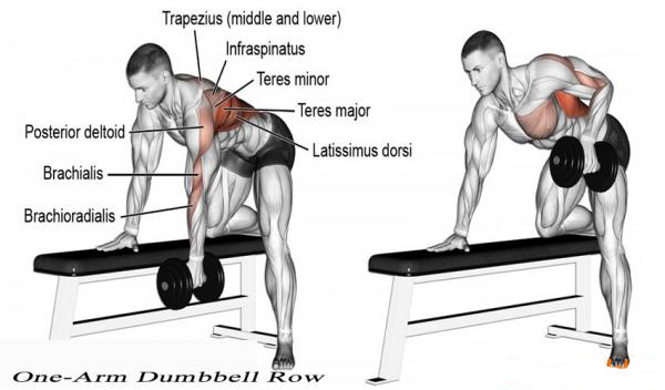 One Arm Dumbbell Row 