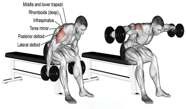 Seated Bent Over Rear Delt Raise 